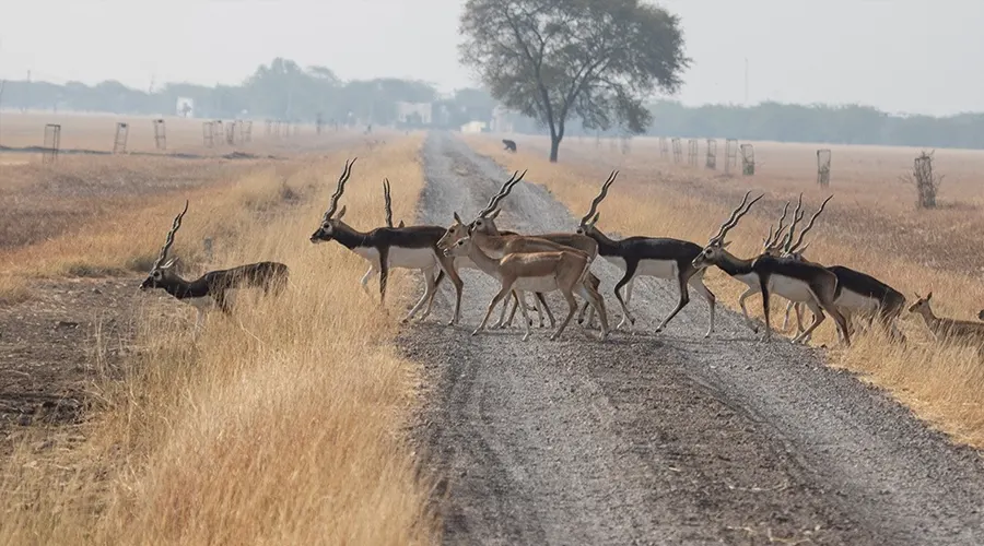 Velavadar Blackbuck National Park